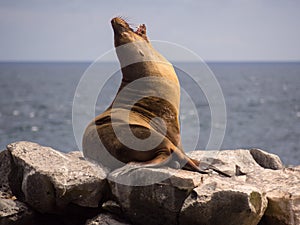 Male sea lion (Zalophus wollebaeki), Galapagos Islands
