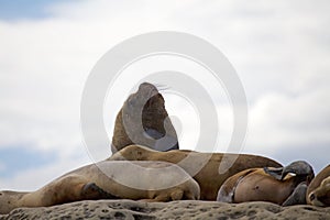 Male sea lions on the rock in the Valdes Peninsula, Atlantic Ocean, Argentina