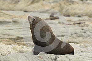 Male Seal standing guard on the rocky beach Kaikoura