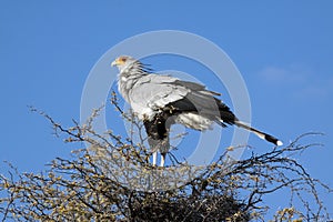 A male secretary bird photo