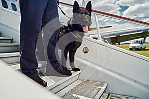 Male security officer with police dog standing on aircraft steps