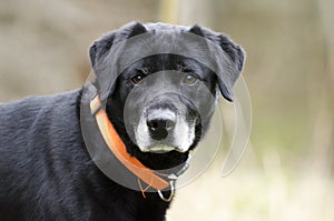 Older Black Labrador Retreiver dog with gray muzzle and hunter orange collar