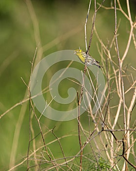 Male Serin on dry grass. photo