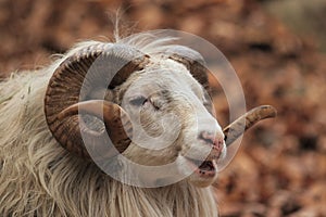 Male sheep