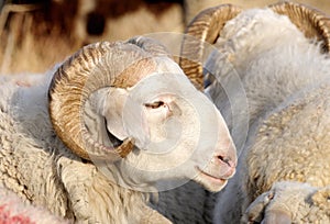 Male sheep