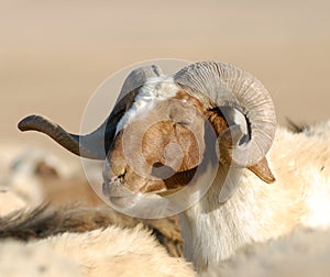 Male Sheep