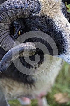 Male sheep close up of horns