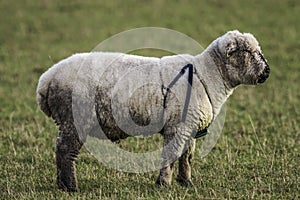 Male Sheep wearing a Breeding Harness