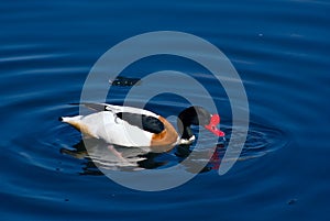 Male shelduck