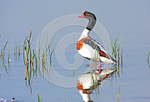 Male shelduck