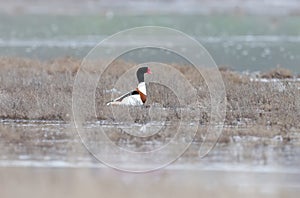 A male shelduck in breeding plumage
