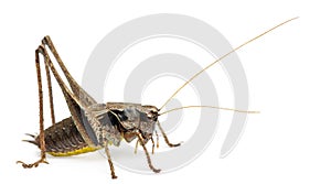 Male Shield-back Katydid, Platycleis tessellata