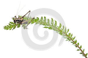 Male Shield-back Katydid, Platycleis tessellata