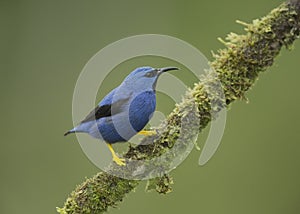 Male Shining Honeycreeper, Costa Rica