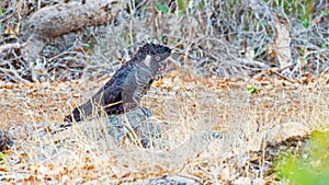 Male Short-Billed Carnaby`s Black Cockatoo