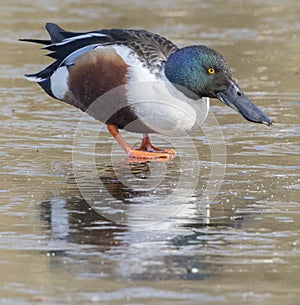 A male shoveler duck walking on the ice on the cemetery lake Southampton Common