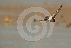 A male Shoveler in flight photo