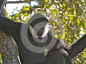 Male siamang monkey