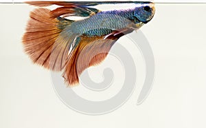 Male Siamese Fighting Fish isolated white background