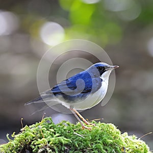 Male Siberian Blue Robin