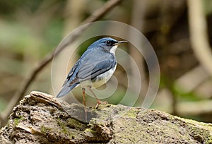 Male Siberian Blue Robin Luscinia cyane