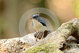 Male Siberian Blue Robin (Luscinia cyane)