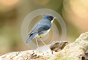 Male Siberian Blue Robin (Luscinia cyane)