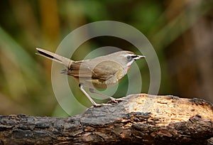 Male Siberian Rubythroat Luscinia calliope