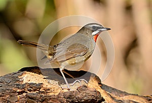 Male Siberian Rubythroat Luscinia calliope