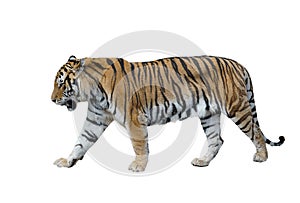 Male siberian tiger isolated