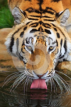 Male Siberian tiger Panthera tigris tigris drinks from the lake detail on the head and tongue in the water