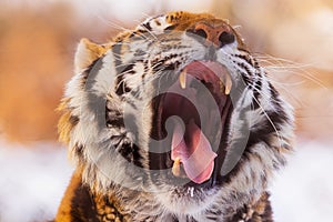 Male Siberian tiger Panthera tigris tigris showing his big teeth