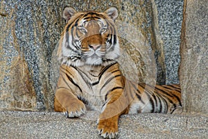 Male Siberian tiger resting on the rocks with an intense stare