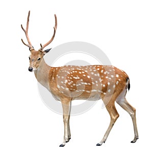 Male sika deer photo