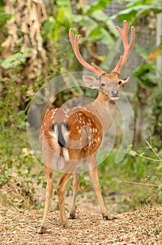 Male sika deer