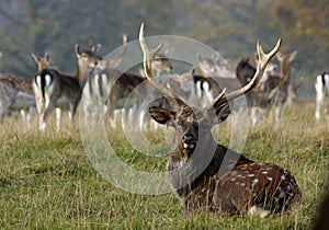 Male sika deer during the rut