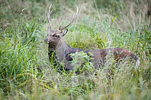 Male Sika deer in tall grass, Jaegersborg forest in Denmark, Europe photo
