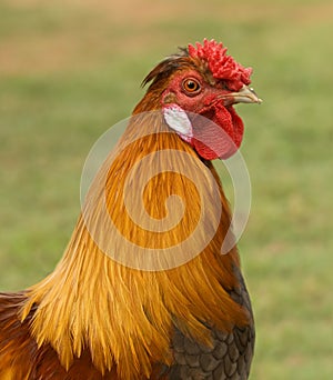 Male silkie pekin cross bantam rooster