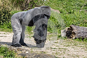 Male silver back Gorilla