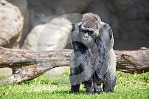 Male silver back gorilla