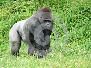Male silver-back gorilla