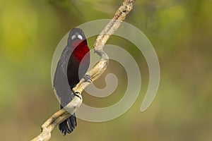 Male Silver-Beaked Tanager on Gnarled Branch