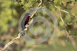 Male Silver-Beaked Tanager on Gnarled Tree Branch