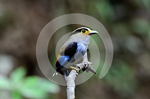 Male Silver-breasted Broadbill (Serilophus lunatus)