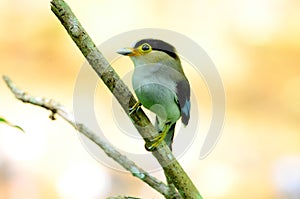 Male Silver-breasted Broadbill (Serilophus lunatus)