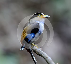 Male Silver-breasted Broadbill (Serilophus lunatus)