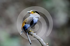 Male Silver-breasted Broadbill (Serilophus lunatus)