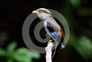 Male Silver-breasted Broadbill (Serilophus lunatus)