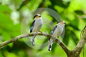 Male Silver-breasted Broadbill (Serilophus lunatus)