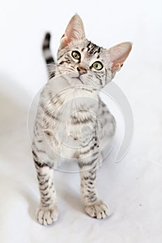 Male silver Egyptian Mau kitten on a white backgr